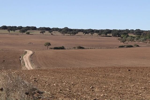 Seca: Campos do Alto Alentejo apenas 'levantam' pó para desespero dos agricultores