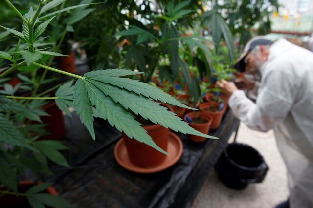 Laboratório Militar garante 'flexibilidade' para produzir canábis medicinal