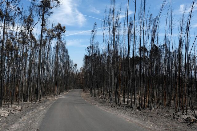 Florestas: Proprietários de Pedrógão vão ser convidados a vender ou arrendar terrenos