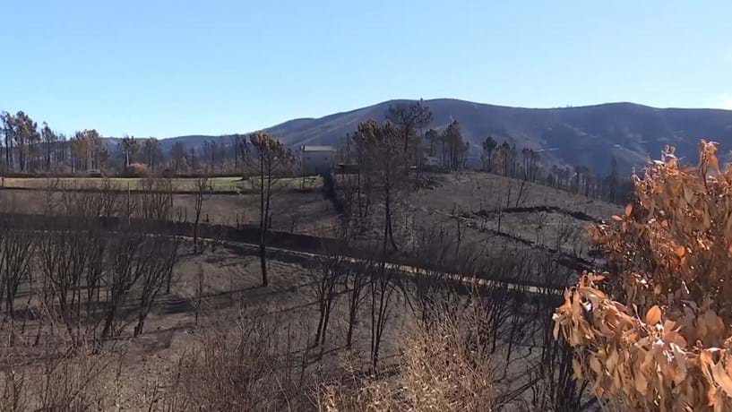 Incêndios: Governo investe 2,5 milhões na plantação de folhosas em redor de aldeias do Pinhal Interior