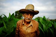 O agricultor Osvaldo Lemas, de 83 anos, olha para a câmera durante a colheita de folhas de tabaco numa fazenda em Pinar del Rio, Cuba.