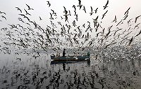 Homem alimenta gaivotas no rio Yamuna, numa manhã de nevoeiro em Nova Deli, na Índia.