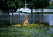 Agricultores continuam a trabalhar apesar das terras inundadas pelas cheias que afectaram o distrito de Saptari, no Nepal.