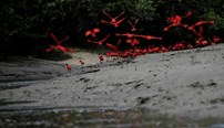 Um bando de guarás voa perto das margens do rio Calcoene, no estado do Amapa, no norte do Brasil.