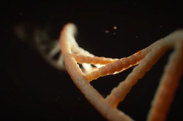 Homens e fungos estão a uma distância de 6.000 genes