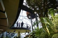 Amazon tropical