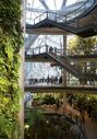Amazon tropical