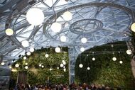 Amazon tropical