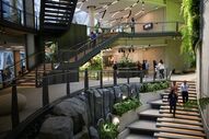Amazon tropical