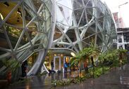 Amazon tropical