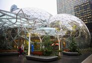 Amazon tropical