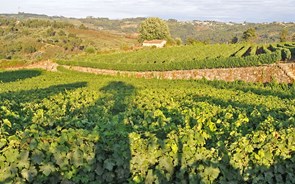 Museu virtual 'vende' vinhos do Dão em quatro línguas