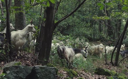 Os animais, além das cabras, que combatem incêndios