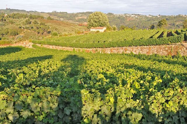 Museu virtual 'vende' vinhos do Dão em quatro línguas