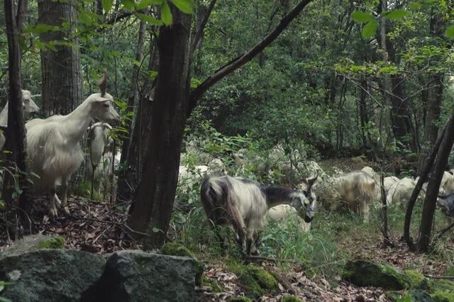 Governo cria grupo de trabalho para acompanhar 'cabras sapadoras'