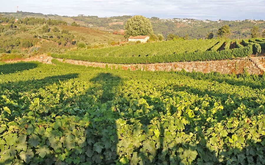 Lusovini, Dão, Pedra Cancela, vinha