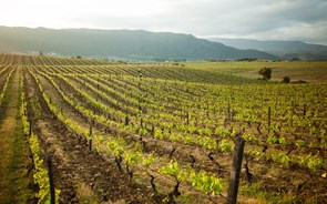 Produção mundial de vinho em mínimo de 60 anos. Em Portugal aumenta 