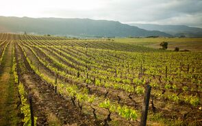 Quinta do Ataíde, Douro, Symington, vinha, vinho