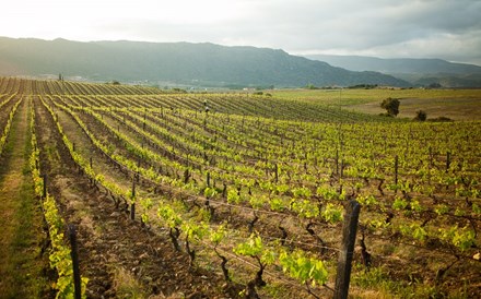 Produção mundial de vinho em mínimo de 60 anos. Em Portugal aumenta 