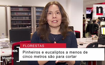 Limpeza das florestas: o que é preciso fazer e quais as multas para quem não faz?