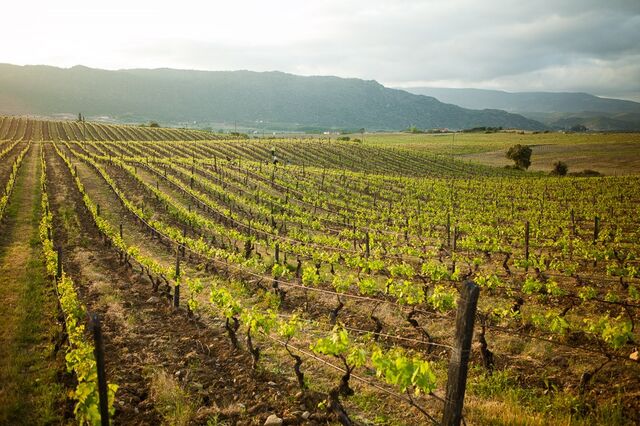Symington investe quatro milhões para concentrar produção de vinhos do Douro