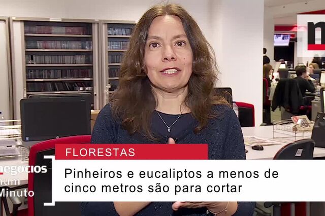 Limpeza das florestas: o que é preciso fazer e quais as multas para quem não faz?