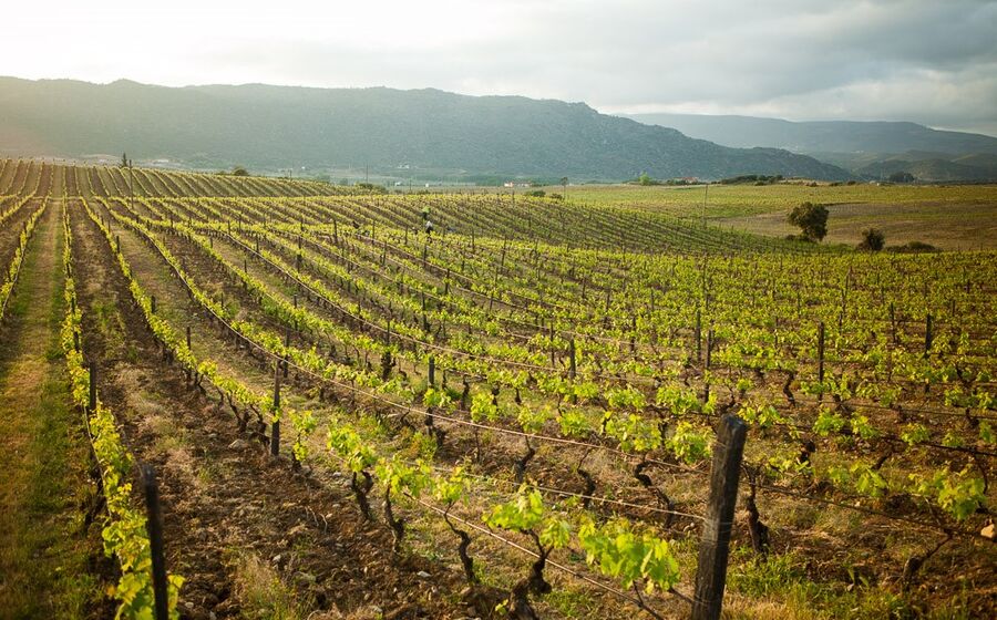 Quinta do Ataíde, Douro, Symington, vinha, vinho