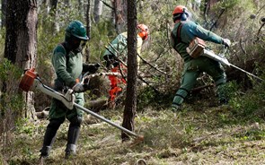 Celpa pede ao Governo linhas de financiamento aos fornecedores do setor florestal 