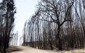 Estagiários procuram donos das terras nas autarquias fustigadas por incêndios