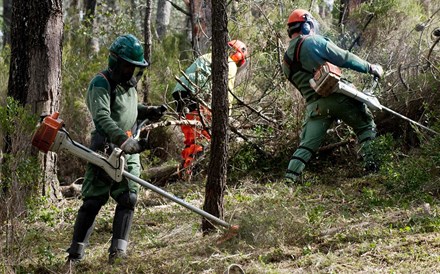 Linha de crédito para limpeza da floresta sem qualquer candidatura