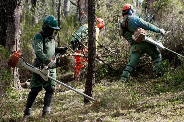 Celpa pede ao Governo linhas de financiamento aos fornecedores do setor florestal 
