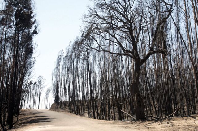 Estagiários procuram donos das terras nas autarquias fustigadas por incêndios