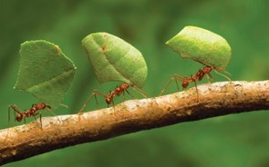 Biólogo de Évora quer 'transformar' formigas em animal de estimação