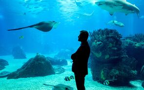joão Falcato Oceanário