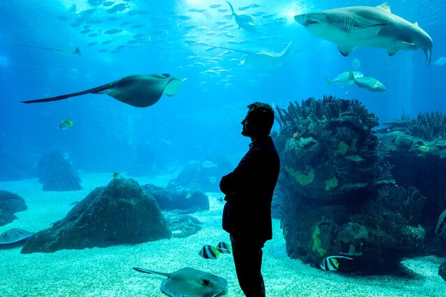 Oceanário: Cuidar dos peixes a pensar na criação de uma geração azul 