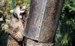 Portugal contabilizava 394 linces-ibéricos em 2025, depois de a espécie ter desaparecido do estado selvagem no país.