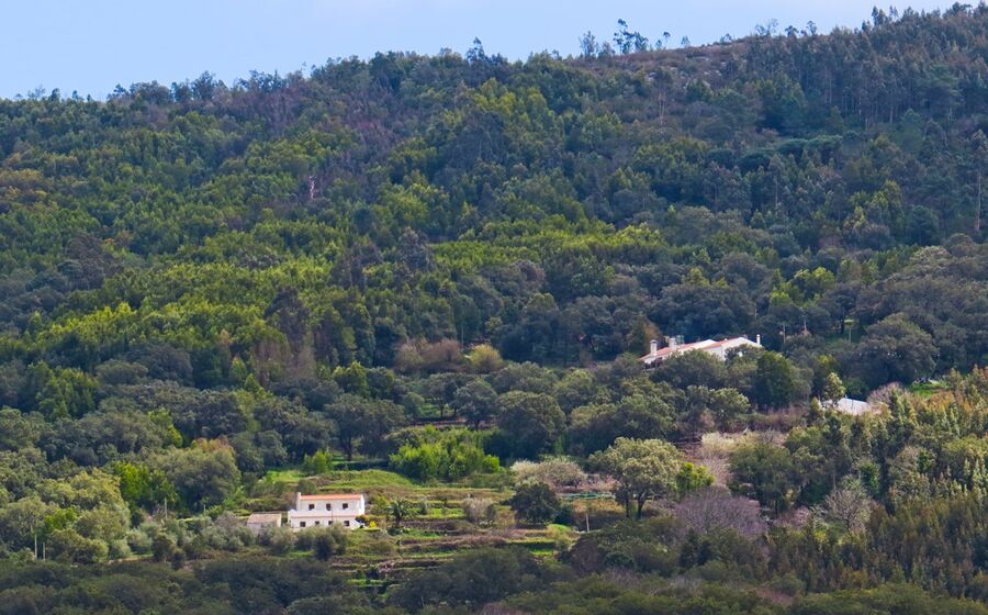 Serra Monchique casas floresta árvores mata
