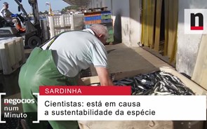 Afinal, há ou não sardinha no mar? 