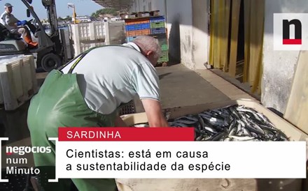 Afinal, há ou não sardinha no mar? 