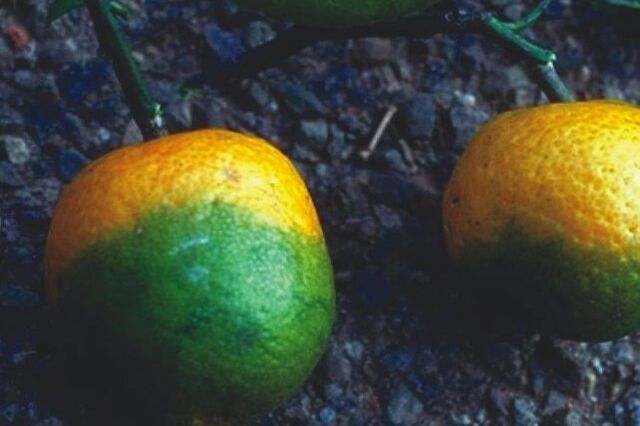 O segredo para ter laranjais mais saudáveis está nas goiabeiras