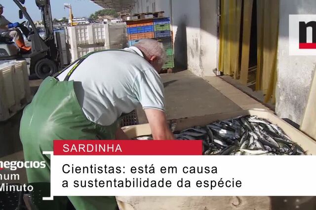 Afinal, há ou não sardinha no mar? 