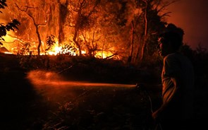Indústria do papel perdeu 10 vezes mais área nos fogos de 2017