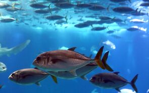 Oceanário de Lisboa