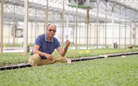 Horticultura em solo de betão