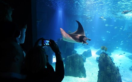 Oceanário de Lisboa considerado o melhor do mundo