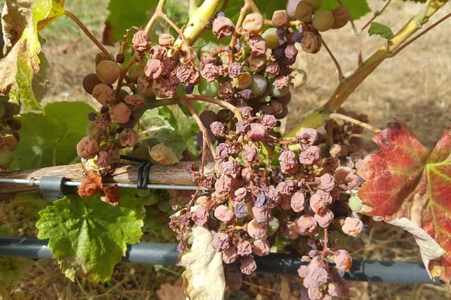 'Escaldão' nas vinhas castiga produção do Minho ao Alentejo