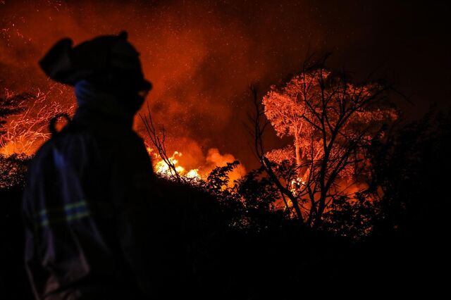 Ainda há 36 câmaras sem plano para defender florestas