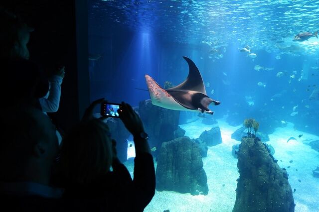 Oceanário de Lisboa considerado o melhor do mundo
