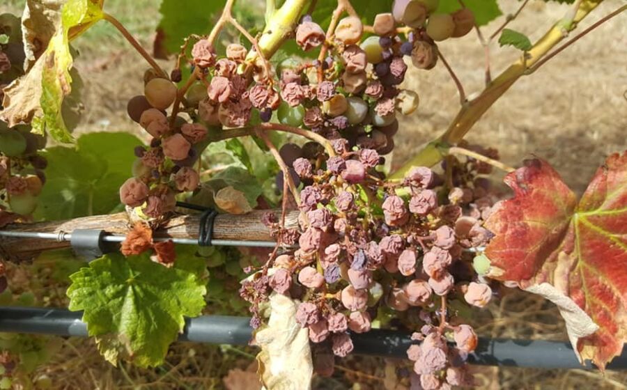 uvas, escaldão