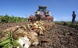 Vacas famintas podem aliviar excedente de açúcar da Índia